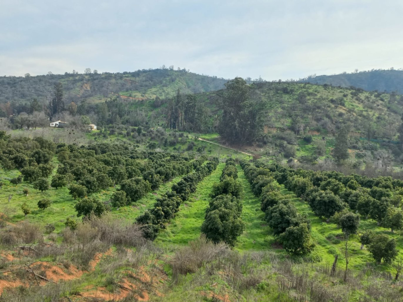 Terreno Agrícola de 6 Hectáreas en Venta, en Quilpué, Oportunidad de inversión.
